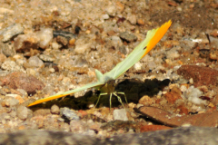 Aldeia Pataxo - cachoeira do iriri - Paraty