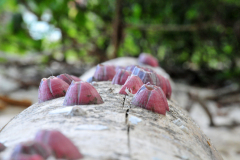 Trindade, Paraty